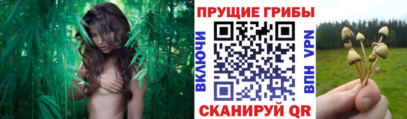 Псилоцибиновые грибы мухоморы  купить  сайты  Вологда 